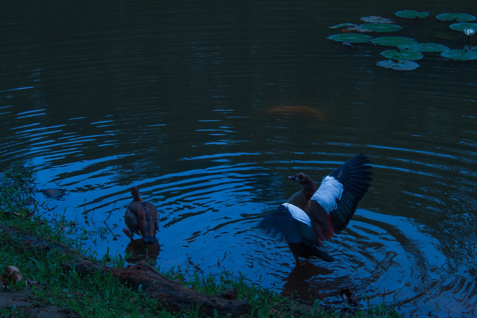 Egyptian geese at a lily pond at dusk, one flapping